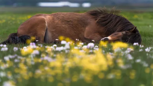 An Icelandic horse lying on a bed of flowers in Iceland.