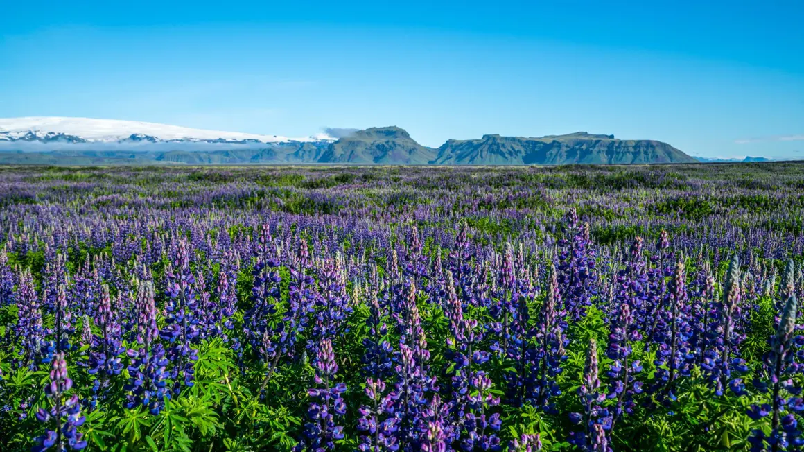 Spring Iceland Background Your Guide to Visiting Iceland in Spring - Íslandshótel