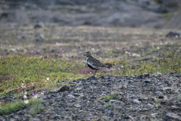 Goldregenpfeifer spotted in the Mývatn area, Iceland