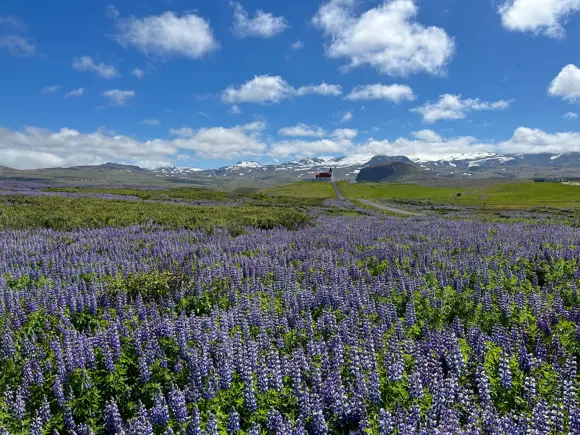Fields of lupins beside a road in the Snæfellsjökull National Park.